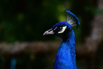 Close-up of a peacock