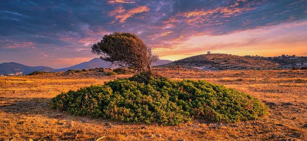Scenic view of field against sky during sunset