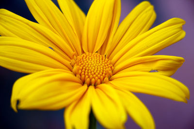 Close-up of yellow flower blooming outdoors