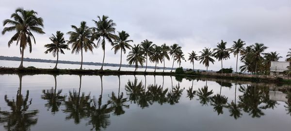 Reflection, palm trees by the backwaters of kerala