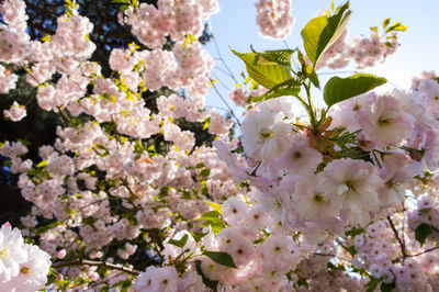 Low angle view of blooming tree