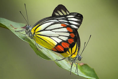 Close-up of butterfly on flower