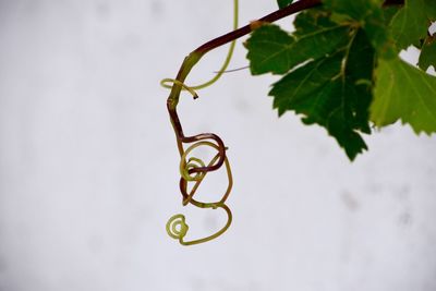 Close-up of curled up vine against sky