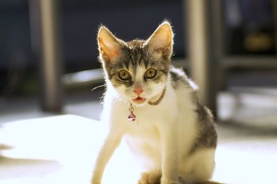 Close-up portrait of cat sitting