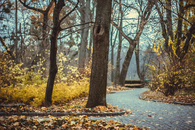 Trees in forest during autumn