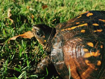 Close-up of turtle on field