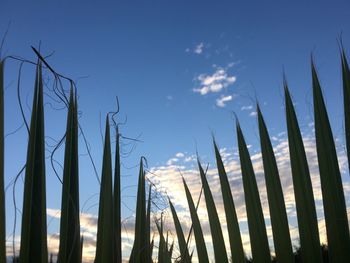 Low angle view of trees against blue sky