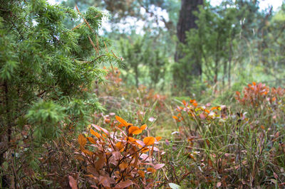 Close-up of plants growing in forest