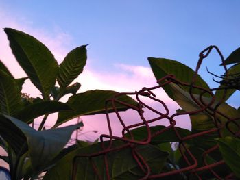 Low angle view of plant against sky