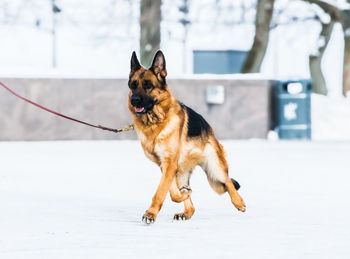 Dog running in snow