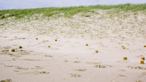 Scenic view of field