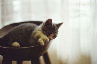 Kitten resting on seat at home