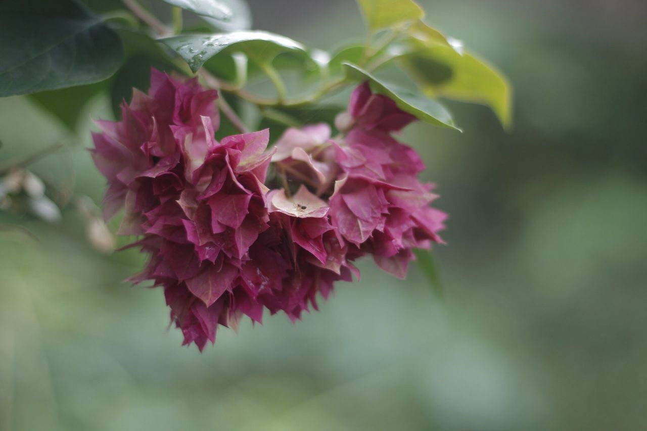 CLOSE-UP OF PINK FLOWER