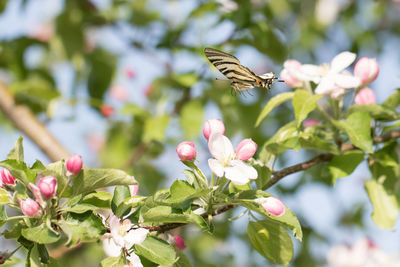 Close-up of butterfly pollinating on pink flower