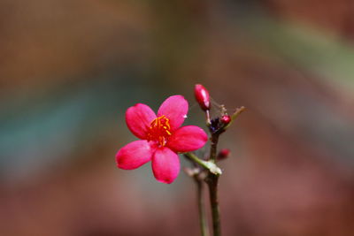 Close-up of pink flowering plant