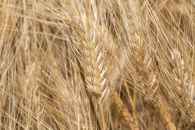 Close-up of wheat growing on field