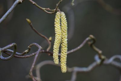 Close-up of flowering plant