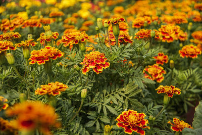 Close-up of orange flowers