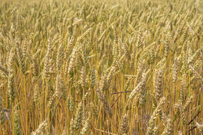 Ears of wheat swing in the wind