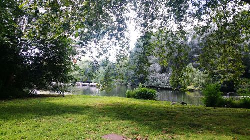 Trees growing in park by lake