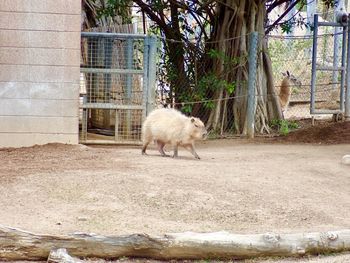 Sheep in a zoo