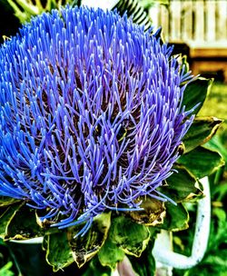 Close-up of purple flower