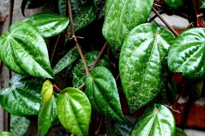Close-up of raindrops on leaves