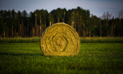 Close-up of fresh grass in field against sky