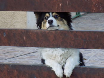 Close-up of dog peeking from fence