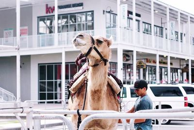 Man riding horse cart in city