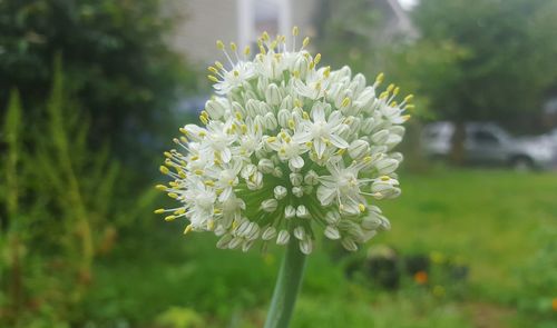 Close-up of white flowers