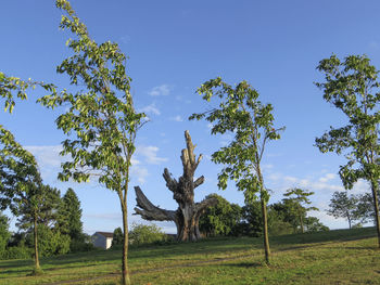 Low angle view of trees on field against sky