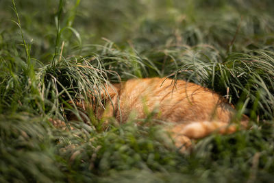 View of a cat on field