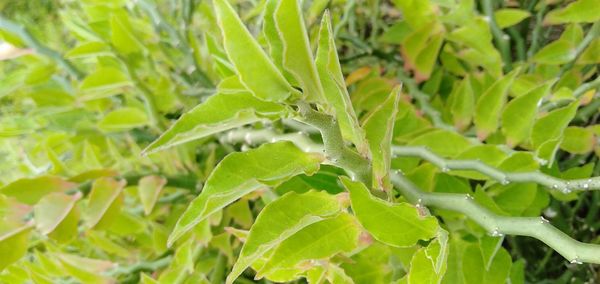 Close-up of wet leaves