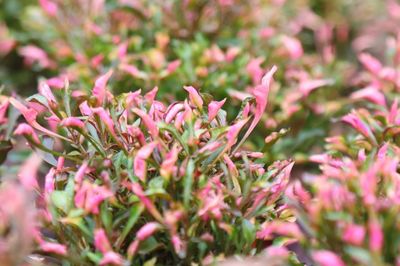 Close-up of pink flowering plant