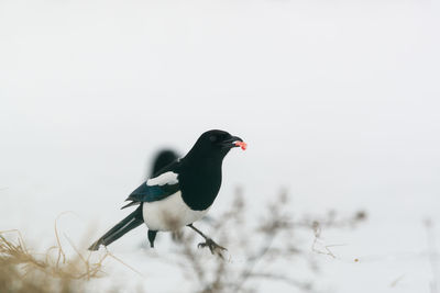 Close-up of bird perching on snow