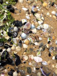 High angle view of seashells on pebbles