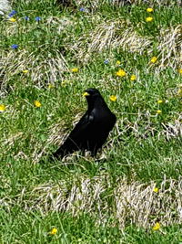 Black bird on grass