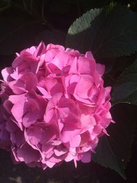 Close-up of pink hydrangea blooming outdoors