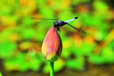 Close-up of damselfly on plant