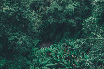 View of trees in forest