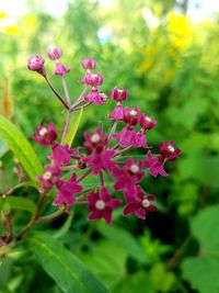 Close-up of pink flowers blooming outdoors