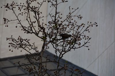 Low angle view of bare trees