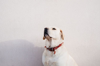 Labrador looking up by beige wall