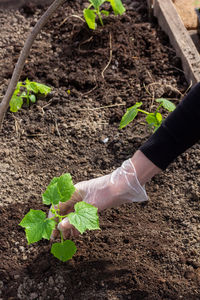 Close-up of hand holding plant