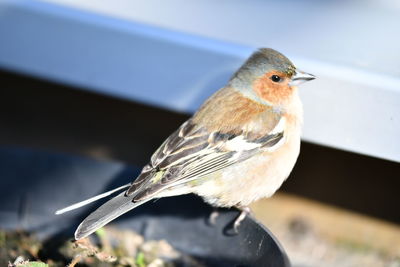 Close-up of bird perching outdoors