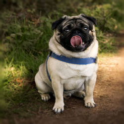 Frank the pug