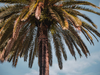 Low angle view of palm trees against sky