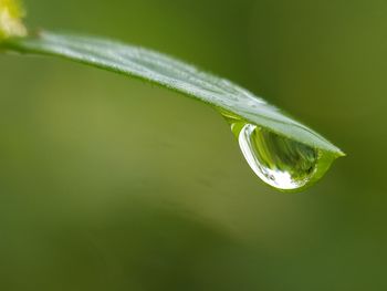 Close-up of raindrops on leaf