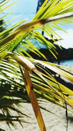 Close-up of palm tree